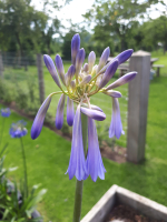 Agapanthus 'Sky'