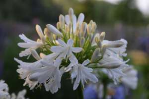 Agapanthus 'Snow cloud' (bladhoudend)