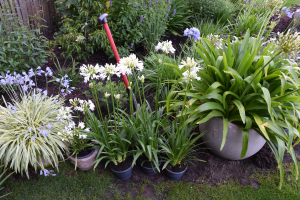 Agapanthus 'Snow cloud' (bladhoudend)