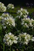 Agapanthus 'Snow cloud' (bladhoudend)