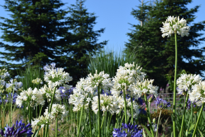 Agapanthus 'Snow cloud' (bladhoudend)