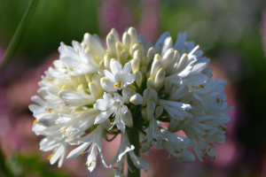 Agapanthus 'Snow cloud' (bladhoudend)