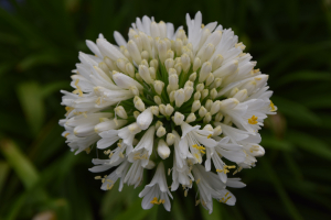 Agapanthus 'Snow cloud' (bladhoudend)