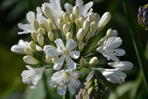 Agapanthus 'Snow Crystal' (bladhoudend)