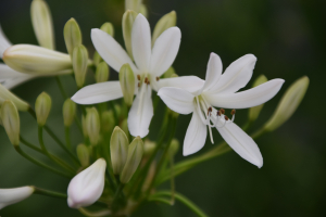 Agapanthus 'Snow in Paris' (bladverliezend)