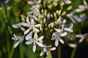 Agapanthus 'Snow in Paris' (bladverliezend)