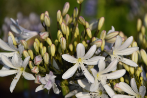 Agapanthus 'Snow in Paris' (bladverliezend)