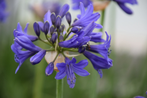 Agapanthus 'Sofie ®’ (bladverliezend)