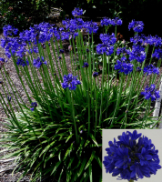 Agapanthus 'Sofie ®’ (bladverliezend)