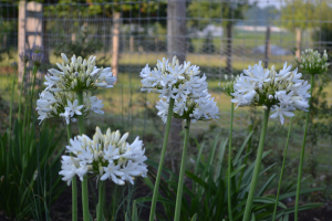 Agapanthus 'Stephanie's charm' (bladverliezend)