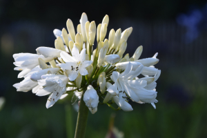 Agapanthus 'Stephanie's charm' (bladverliezend)