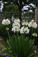 Agapanthus 'Stephanie's charm' (bladverliezend)