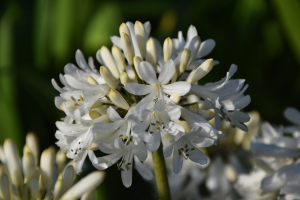 Agapanthus 'Stephanie's charm' (bladverliezend)