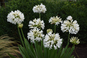 Agapanthus 'Stephanie's charm' (bladverliezend)