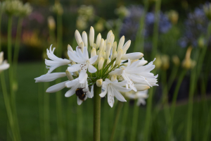 Agapanthus 'Stephanie's charm' (bladverliezend)