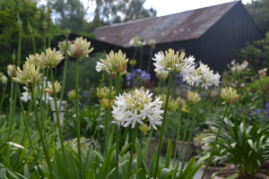 Agapanthus 'Stephanie's charm' (bladverliezend)