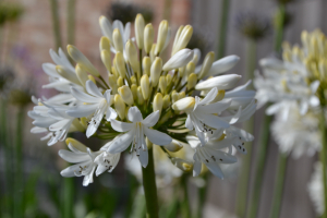 Agapanthus 'Stephanie's charm' (bladverliezend)