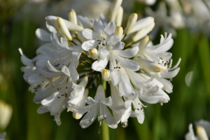 Agapanthus 'Stephanie's charm' (bladverliezend)