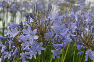 Agapanthus 'Stockholm' (à feuillage caduque)