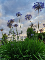 Agapanthus 'Stockholm' (bladverliezend)