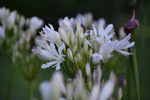 Agapanthus 'Strawberry ice' (bladhoudend)