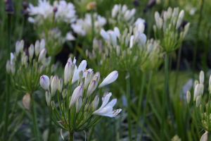 Agapanthus 'Strawberry ice' (bladhoudend)