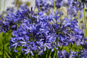 Agapanthus 'Su Casa ®' (bladhoudend)