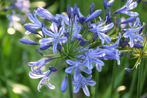 Agapanthus 'Su Casa ®' (bladhoudend)