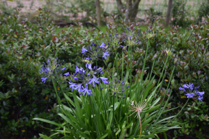 Agapanthus 'Su Casa ®' (bladhoudend)