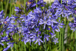 Agapanthus 'Su Casa ®' (bladhoudend)