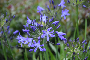 Agapanthus 'Su Casa ®' (bladhoudend)