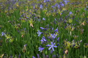Agapanthus 'Su Casa ®' (bladhoudend)