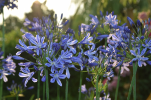 Agapanthus 'Su Casa ®' (bladhoudend)