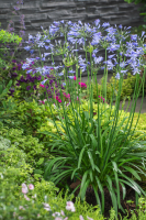 Agapanthus 'Su Casa ®' (bladhoudend)