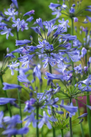 Agapanthus 'Su Casa ®' (bladhoudend)