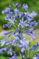 Agapanthus 'Su Casa ®' (bladhoudend)