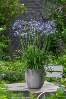 Agapanthus 'Su Casa ®' (bladhoudend)