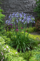 Agapanthus 'Su Casa ®' (bladhoudend)