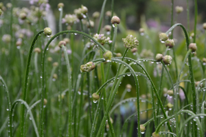  Allium 'Summer beauty'