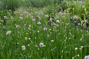  Allium 'Summer beauty'