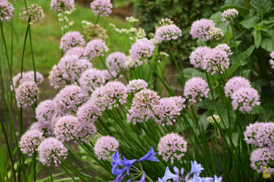 Allium 'Summer beauty'