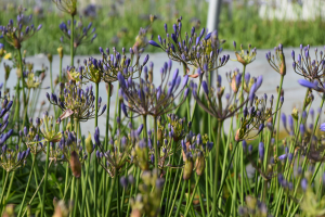 Agapanthus 'Summer love ®' (à feuillage persistant)