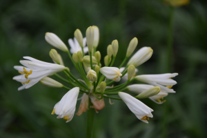 Agapanthus 'Summer love white ®' (bladhoudend)