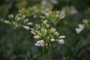 Agapanthus 'Summer love white ®' (bladhoudend)