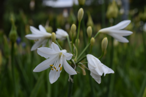 Agapanthus 'Summer love white ®' (bladhoudend)