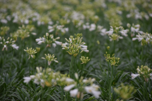 Agapanthus 'Summer love white ®' (bladhoudend)