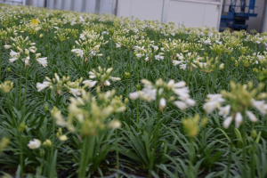 Agapanthus 'Summer love white ®' (bladhoudend)