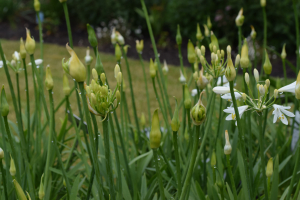 Agapanthus 'Summer love white ®' (bladhoudend)