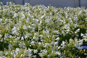 Agapanthus 'Summer love white ®' (bladhoudend)