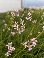 Tulbaghia ''Sweet scent ®'